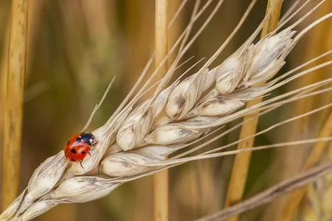Closeup of a ladybug perched on an ear of wheat in the middle of a wheat fiel Stock Photos