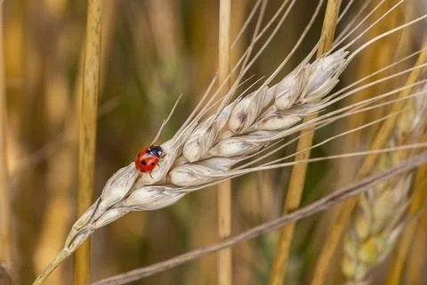 Closeup of a ladybug perched on an ear of wheat in the middle of a wheat fiel Stock Photos