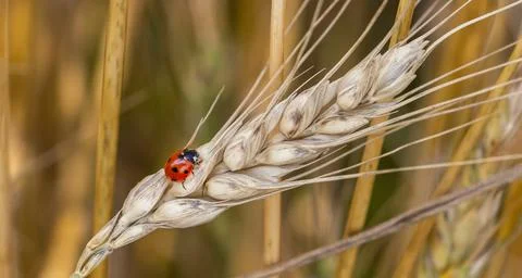 Closeup of a ladybug perched on an ear of wheat in the middle of a wheat fiel Stock Photos