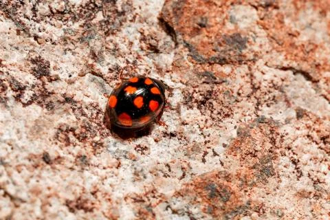Closeup of a ladybug. Foto stock