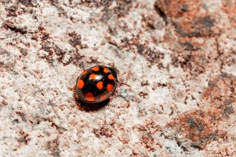 Closeup of a ladybug. Stock Photos