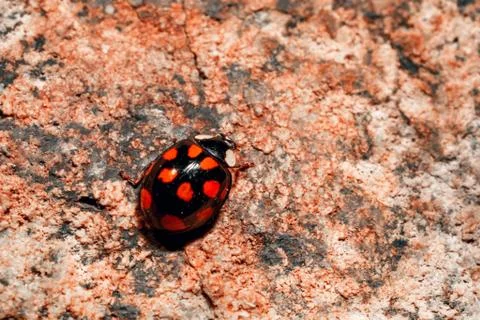 Closeup of a ladybug. Stock Photos