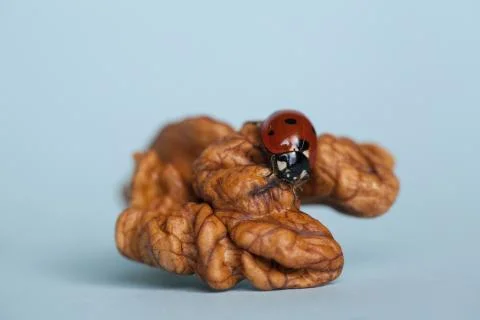 Closeup of ladybug sits on a walnut kernel Stock Photos