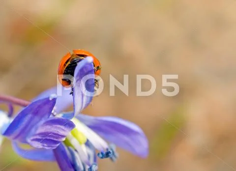 Closeup of ladybugs back Stock Illustration