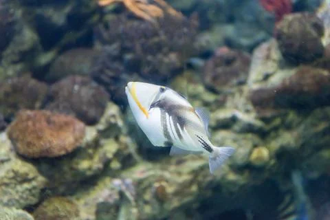 Closeup of a Lagoon Triggerfish in aquarium environment Stock Photos
