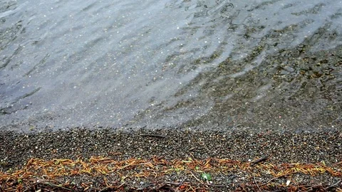 Closeup lakeshore Video stock 106351802