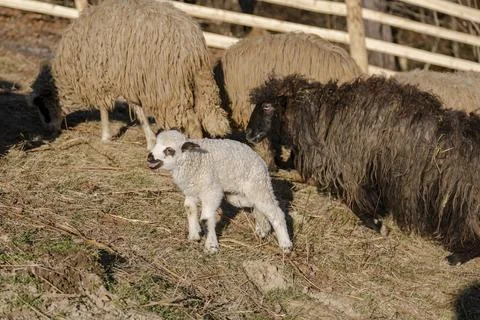 Closeup of lamb standing on grass with flock of sheep grazing in background Stock Photos