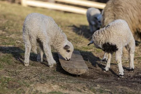 Closeup of lamb standing on grass with flock of sheep grazing in background Stock Photos