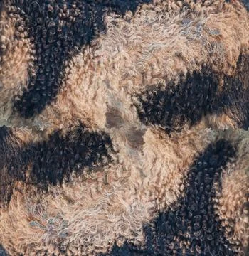 Closeup of lamb wool texture Stock Photos