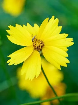Closeup of Lanceleaf Tickseed (Coreopsis lanceolata) with nectar drinking insect 写真素材