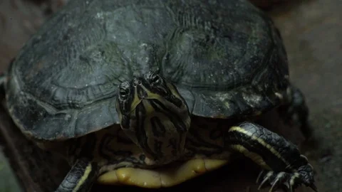 Closeup of a land turtle 스톡 동영상 125990587