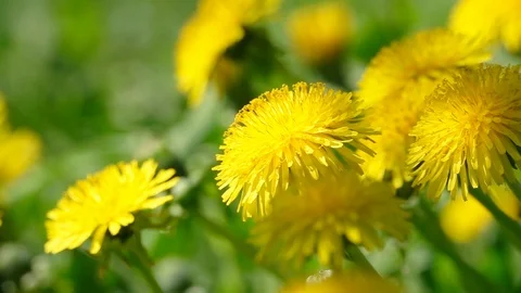 Closeup landscape panning view with grass and dandelions. Видео 123428185