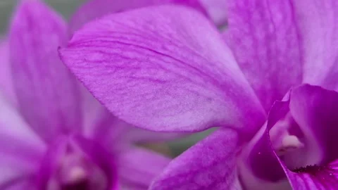 Closeup of Larat Orchid Stock Footage 313994118
