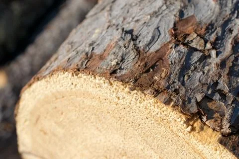 Closeup of Larch Log Stock Photos