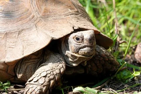 Closeup of a large aged tortoise Stock Photos