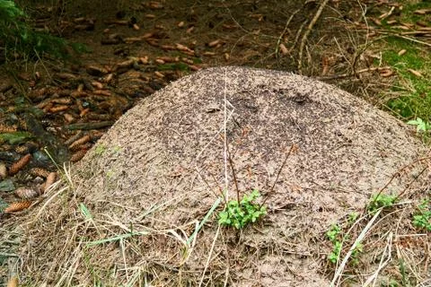 Closeup of large anthill in the forest Foto stock