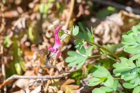 Closeup of large bee-fly (prob. Bombylius major) on fumewort flowers (Corydal Stock Photos