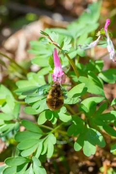Closeup of large bee-fly (prob. Bombylius major) on fumewort flowers (Corydal Stock Photos