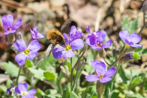 Closeup of large bee-fly (prob. Bombylius major) on lilacbush flowers (Aubrie Stock Photos