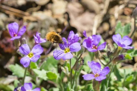Closeup of large bee-fly (prob. Bombylius major) on lilacbush flowers (Aubrie Stock Photos
