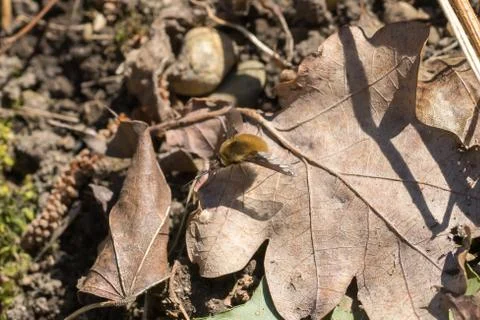 Closeup of large bee-fly (prob. Bombylius major) sunning on a dry leaf Stock Photos