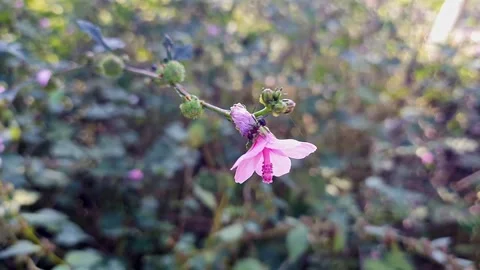 Closeup of a large black ant explores the delicate pink petals of a wild ma.. Stock Footage 325763074