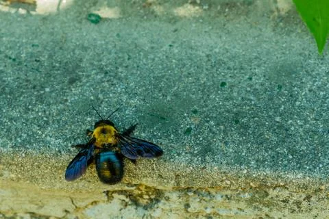 Closeup of large bumble bee Stock Photos