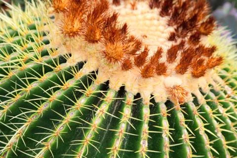 Closeup of  large cactus Stock Photos