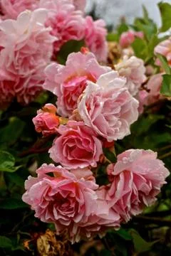 Closeup of a large cluster of deep pink and white Grandiflora Roses aka Rosa. Stock Photos