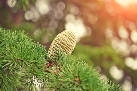 Closeup of large cones Stock Photos