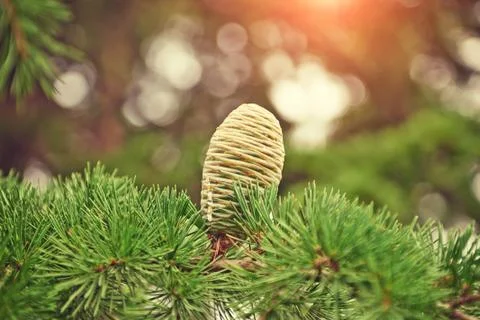 Closeup of large cones Stock Photos