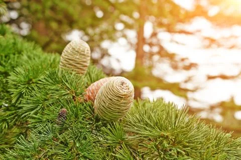Closeup of large cones Stock Photos