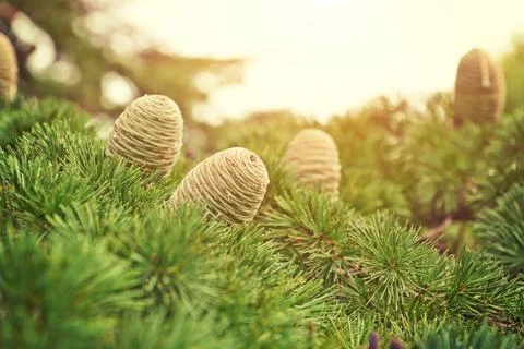 Closeup of large cones Stock Photos