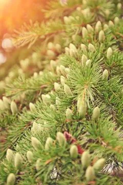 Closeup of large cones Stock Photos