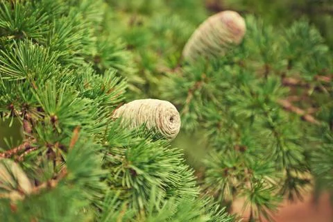 Closeup of large cones Stock Photos