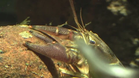 Closeup of large crayfish on river bottom moves towards camera Stock Footage 92875326