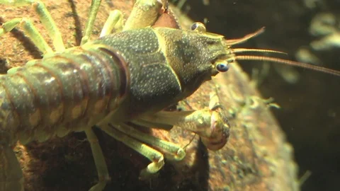 Closeup of large crayfish on river bottom view from behind Stock Footage 92875529