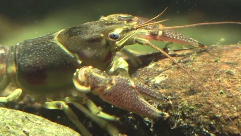 Closeup of large crayfish on river bottom Stock Footage 92875530