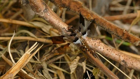 Closeup of large dragonfly perched near the ground on brown sticks Stock Footage 100704904