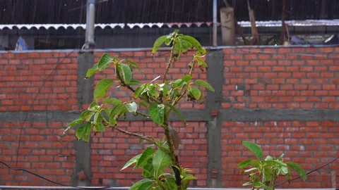 Closeup of large drops of intense rain falling on the leaves of a plant on the Stock Footage 164619996