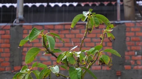 Closeup of large drops of intense rain falling on the leaves of a plant on the Stock Footage 164620221