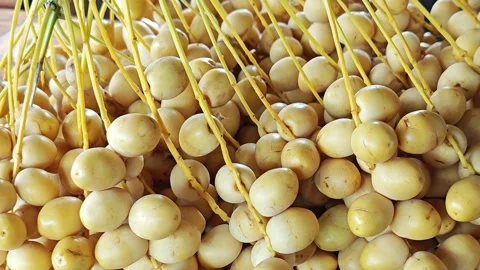 Closeup of Large Fresh Yellow Date Palm Bunch on Wooden Table. Видео 340487955