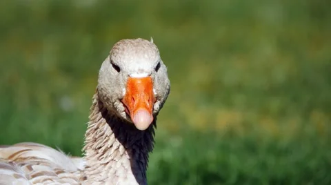 A closeup of a large goose. Stock Footage 54262104