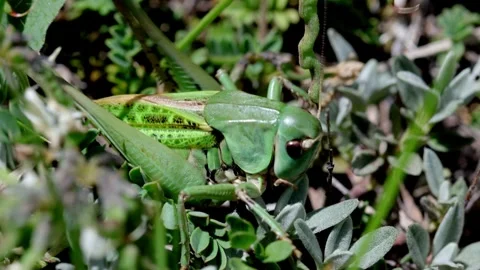 Closeup of a large green coloured Bush Cricket well camouflaged amongst Stock Footage 341077476