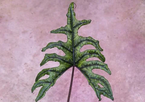 Closeup of a large green leaf of Alocasia Jacklyn, a unique and rare tropic.. Stock Photos