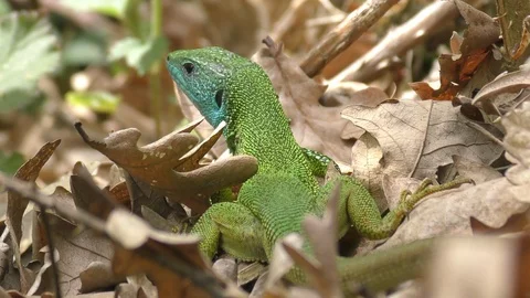 Closeup large green lizard escapes across scattered foliage Stock-Footage 101525961