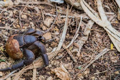 Closeup of a large hermit crab Stock Photos