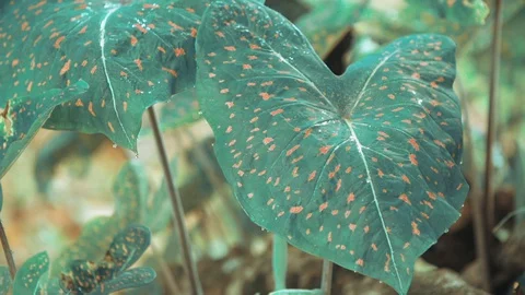 Closeup of large leaf Video stock 128141782