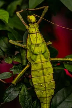 Closeup of large leaf insect Stock Photos