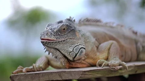 Closeup large orange iguana. Bali, Indonesia. Stock Footage 262428164